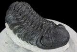 Detailed Austerops Trilobite - Ofaten, Morocco #91922-2